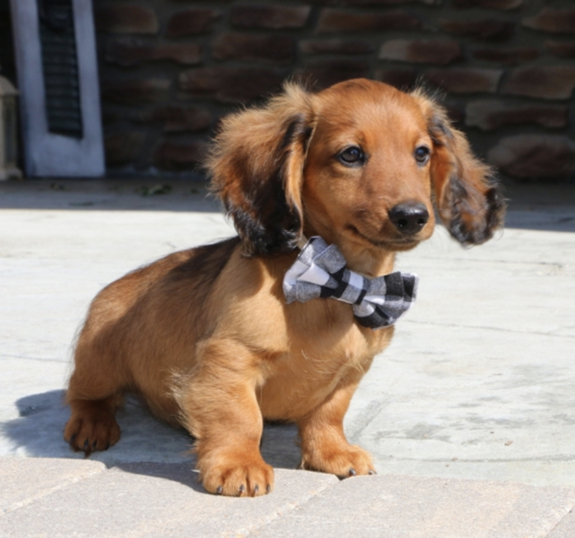 comprar cachorros sanos, baratos y asequibles para la venta